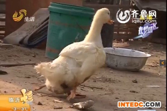 滨州：鸭子长了四条腿 走路吃饭不耽误