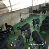 肉羊育肥羊粪板保温塑料羊床板质量好的塑料羊床